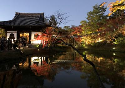 GoTo京都　紅葉づくし　1/2　清水寺～高台寺～八坂神社