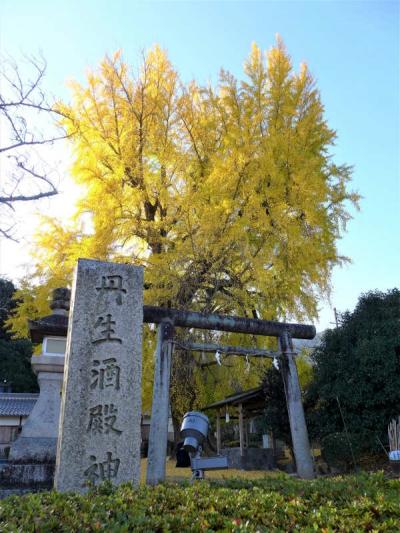 高野参詣道・三谷坂の大銀杏