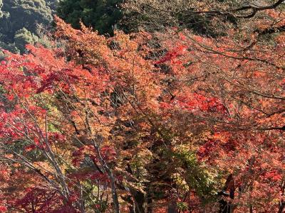  紅葉狩りin京都２泊３日