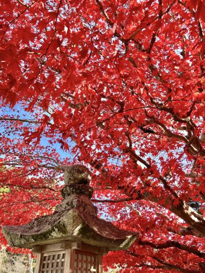 高野山の旅に招待されました。紅葉は素敵&#11088;︎