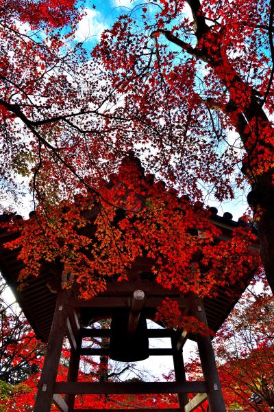 今年もやってきた紅葉、もみじが素敵で静かな嵯峨野の ”常寂光寺”へ 朝一で行ったが、9時開園でもすげえ~人に圧倒され満足な撮影が出きなかった