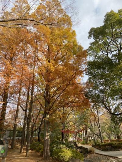 東京・中野の蚕由来の公園の紅葉2020～蚕糸の森公園～