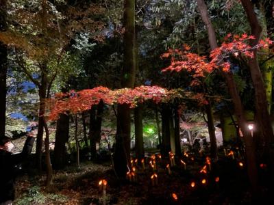 東京・大田黒公園の紅葉ライトアップ2020