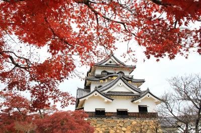 彦根城と玄宮園　紅葉をもとめて
