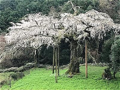 長興山紹太寺しだれ桜と小田原城　2020.03