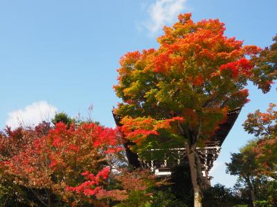 2020秋 ポンポン山と神峯山寺、善峯寺