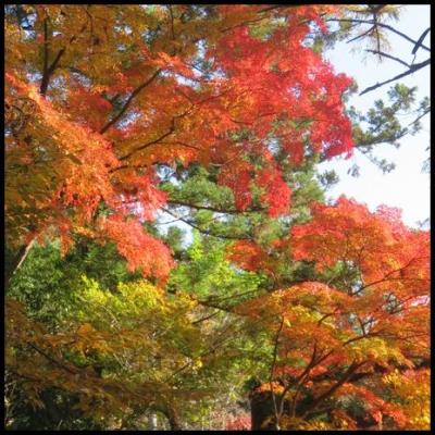 まだまだ間に合う紅葉狩り、片品温泉へ。