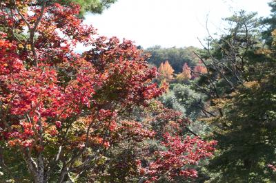 秋の伊豆旅♪　Vol.31　☆修善寺虹の郷：秋の美しい風景♪