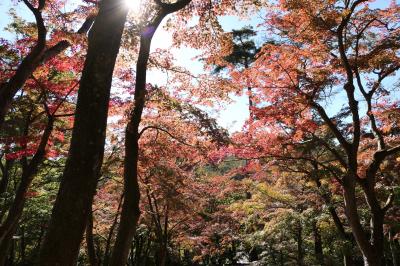 秋の伊豆旅♪　Vol.33　☆修善寺虹の郷：秋の美しいモミジ林♪