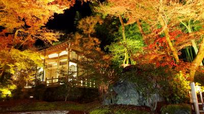 メインは、宝厳院ライトアップ～！GO TO！京都・奈良　紅葉狩り２週目（前半）