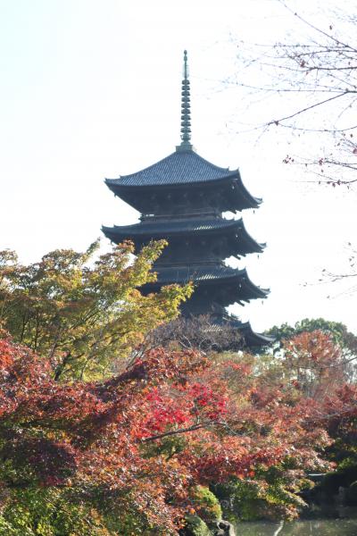 GOTOトラベル京都の旅・・弘法大師空海の真言密教の世界を、紅葉の綺麗な東寺に訪ねます。