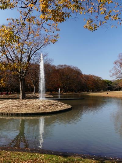 「代々木公園」の紅葉_2020_一部色付いているが紅葉は僅か、黄葉は落葉中だが綺麗（渋谷区代々木）