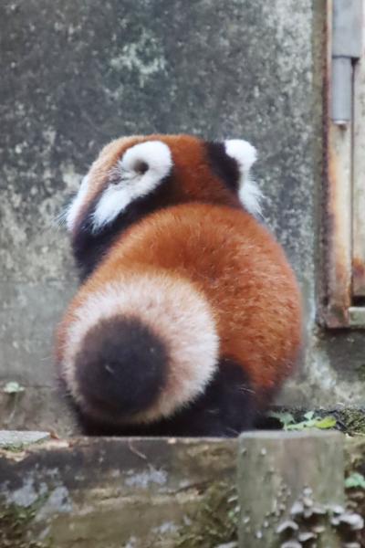 日野 昭島 動物の赤ちゃん に関する旅行記 ブログ フォートラベル 東京