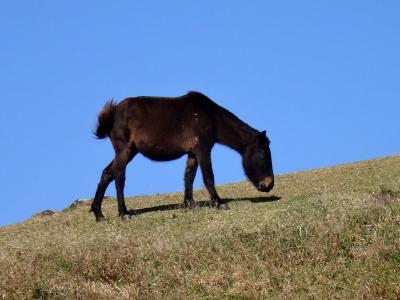 Go to にのって、日本の果てまで行ってやるぅ17. 志布志湾、都井岬