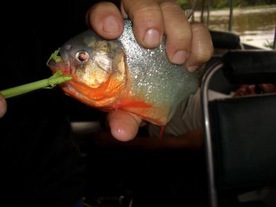 2008年 ブラジル・アマゾン川下り-A／サンパウロ・マナウス～ベレン