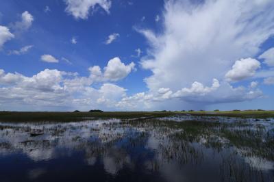現地滞在72時間の弾丸あめりか10「野生の宝庫水辺のサファリパーク_世界遺産エバーグレイズ編」8/16昼~午後