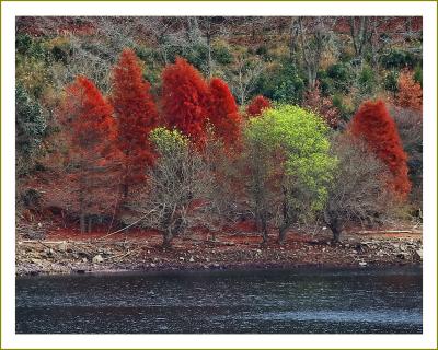 Solitary Journey［2044］紅葉観賞♪のどごえ公園のメタセコイア＆千代田の古い町並み＜土師ダム＆旧石見街道＞広島県安芸高田市