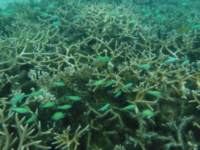 2019.12-2020.1 パラオ旅行記5 ~お魚天国♪~