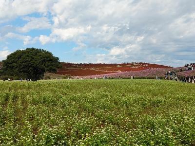 ひたちなか２０２０秋　【３】ひたち海浜公園＆大洗磯崎神社