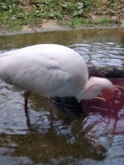 初めての佐渡、さーどーだ⁉️その5