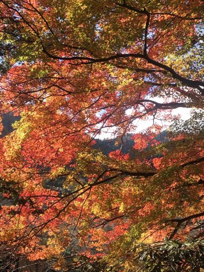 おばちゃん、咳をしてもひとりで古寺巡礼入門・今すぐ結縁室生寺と桜井編