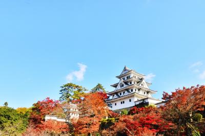 2020紅葉　日本最古の木造再建城郡上八幡の紅葉（6）