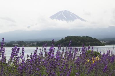 静岡～温泉と花とブルワリーの旅