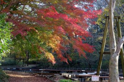 横浜の紅葉　２０２０　四季の森公園