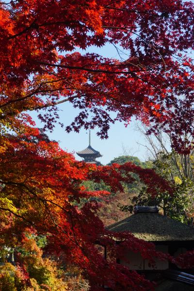 三渓園の紅葉と聘珍樓と日本大通りのイチョウ並木