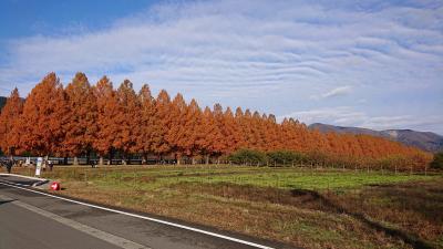 メタセコイアと温泉の会(と言っても一人だけど)