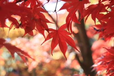 師走の紅葉、三渓園・・・