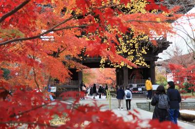 師走の紅葉、九品仏浄真寺・・・