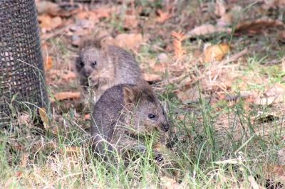 ぽかぽか晩秋の埼玉こども動物自然公園（東園）クオッカのダブルベビーと赤ちゃん亡くしたコアラのジンベランちゃん～カピバラ温泉・キリンのルンくん