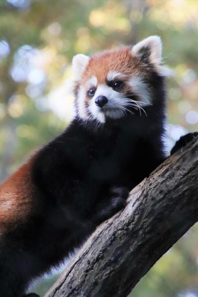 ぽかぽか晩秋の埼玉こども動物自然公園（北園）緑の中のレッサーパンダのリュウ・セイと室内ハナビちゃん他＆今度の子牛もオスだから会えるのは今だけ