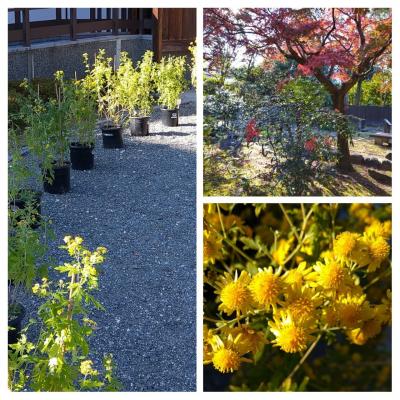 京都御苑内の閑院宮邸跡で絶滅危惧種の「菊谷菊」展示観賞と名残りの紅葉