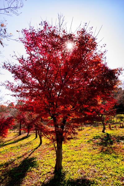 大分農業文化公園　2020師走