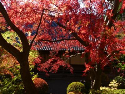 「崇禅寺」の紅葉_2020_11月24日には枯れ始めていて、落葉進行中でした（群馬県・桐生市）