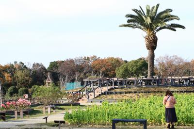 和泉リサイクル環境公園  咲き始めの菜の花、見頃のバラを見てきました。