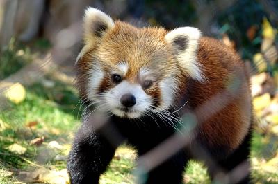 東北サファリパーク　いつ訪問しても気持ちのいい美パンダの郷・・・さりげなくラブラブなライライ君とチュイホアちゃんに心癒されました