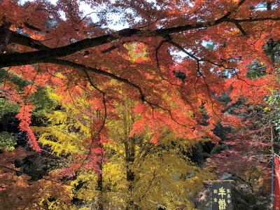 鎌倉・建長寺、ちょうど見頃の紅葉