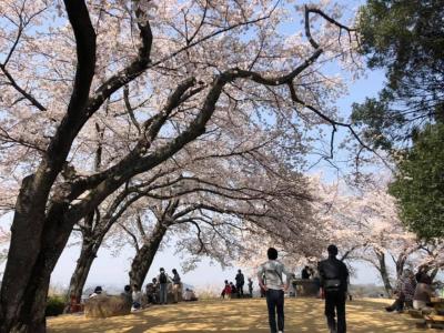 奈良と京都の桜を追いかけて