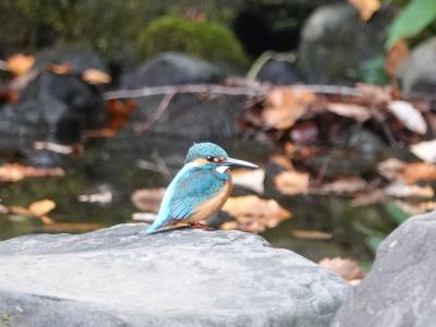 散歩・中央公園のカワセミ 2020.12.11