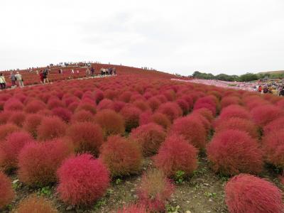 退職報告墓参とひたちなか海浜公園コキアを見に行く