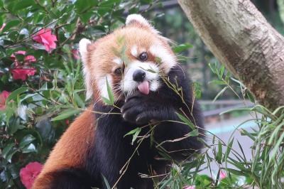 GoToで鹿児島　45年ぶりの平川動物公園で癒されてきました