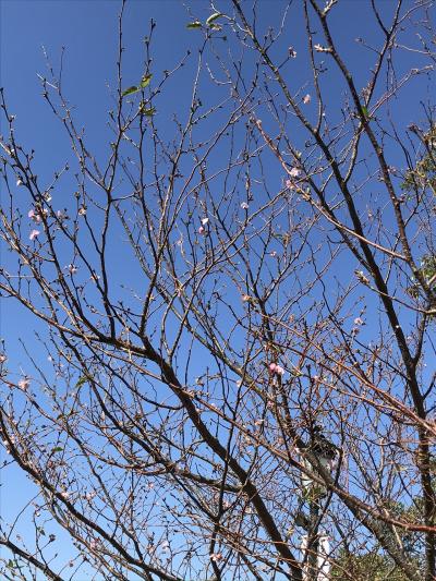 久しぶりに飛行機に乗って長崎県へ　長崎の街歩き2 大浦天主堂　グラバー園