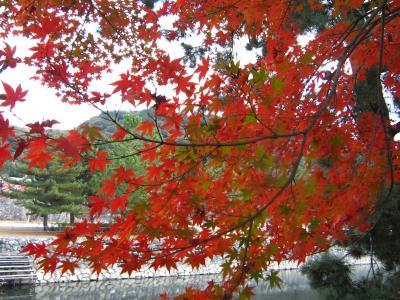 ’２０　京都・奈良・兵庫 紅葉＆100名城旅２５　京都 宇治さんぽ②（宇治神社～興聖寺～宇治上神社）