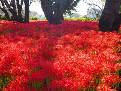 恩林寺の曼珠沙華が見ごろを迎えたというので、今年も参拝・観賞させて頂きました