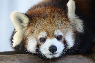 とくしま動物園　ありがとう、大好きなソラ君・・・天国に旅立ったソラ君への献リンゴのため徳島へ