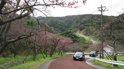 華人が群がる日本一の早咲き桜 in 八重岳