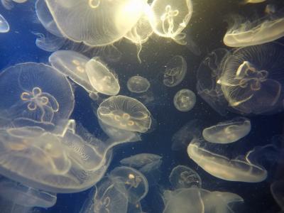 部屋風呂付き旅館に泊まる！贅沢千葉旅行